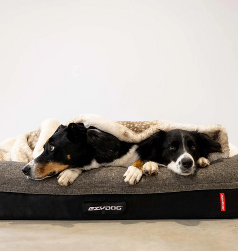 Ezydog Australia | Paid Media