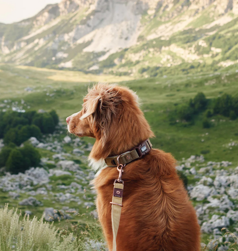 Ezydog Australia | Website Migration