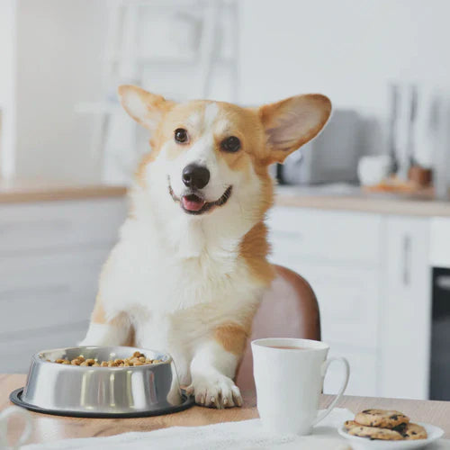 Frontier Pets | Website Redesign